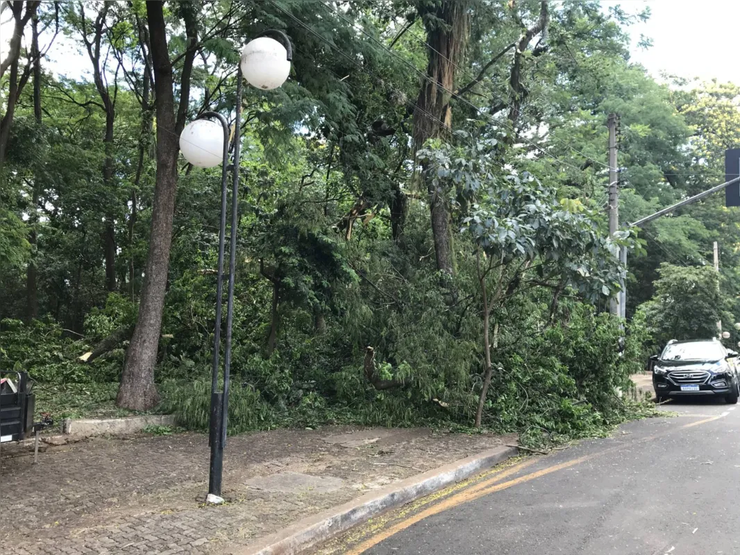 Imagem ilustrativa da imagem Árvore gigante cai e bloqueia passagem no Bosque Central