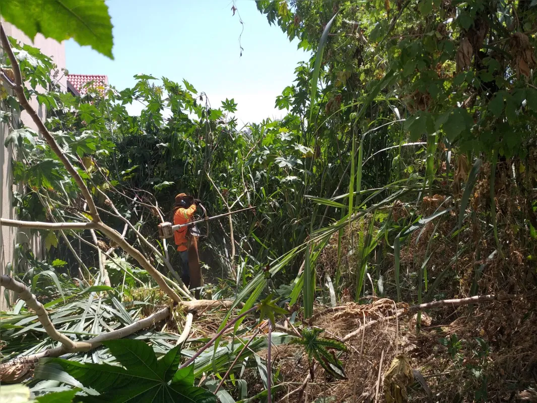 No Parque Universidade, matagal estava maior que muro dos imóveis