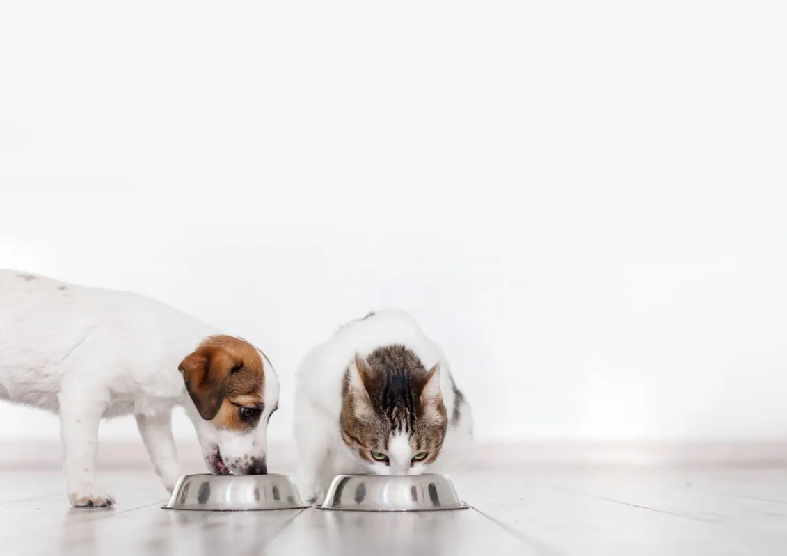  Especialista aconselha ao tutor que gatos e cachorros precisam comer cada um no seu pote e consumirem a  ração indicada para a espécie