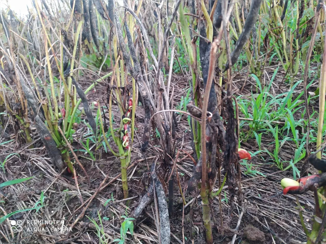 Lavoura de feijão prejudicada pelo excesso de chuva em Mangueirinha (PR); perda estimada é de 40%