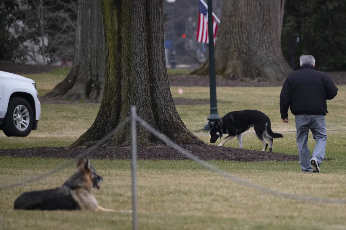 Imagem ilustrativa da imagem Com pastores-alemães de Biden, Casa Branca volta a ter mascotes presidenciais