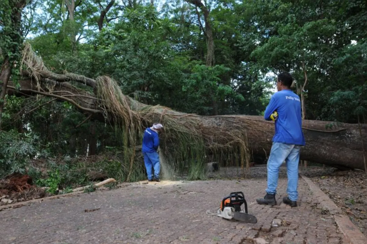Imagem ilustrativa da imagem Dada a largada para a reforma do Bosque, ex-cartão postal da cidade