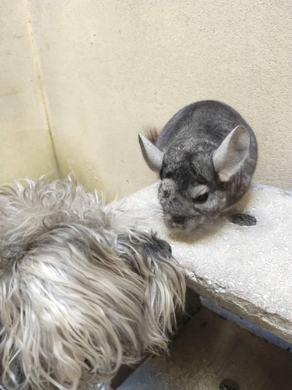 Ellie (cão) e Timóteo (chinchila) se tornaram bons amigos