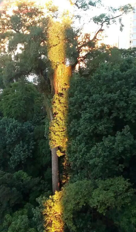 Amanhecer no Bosque: raios de sol sobre tronco de peroba