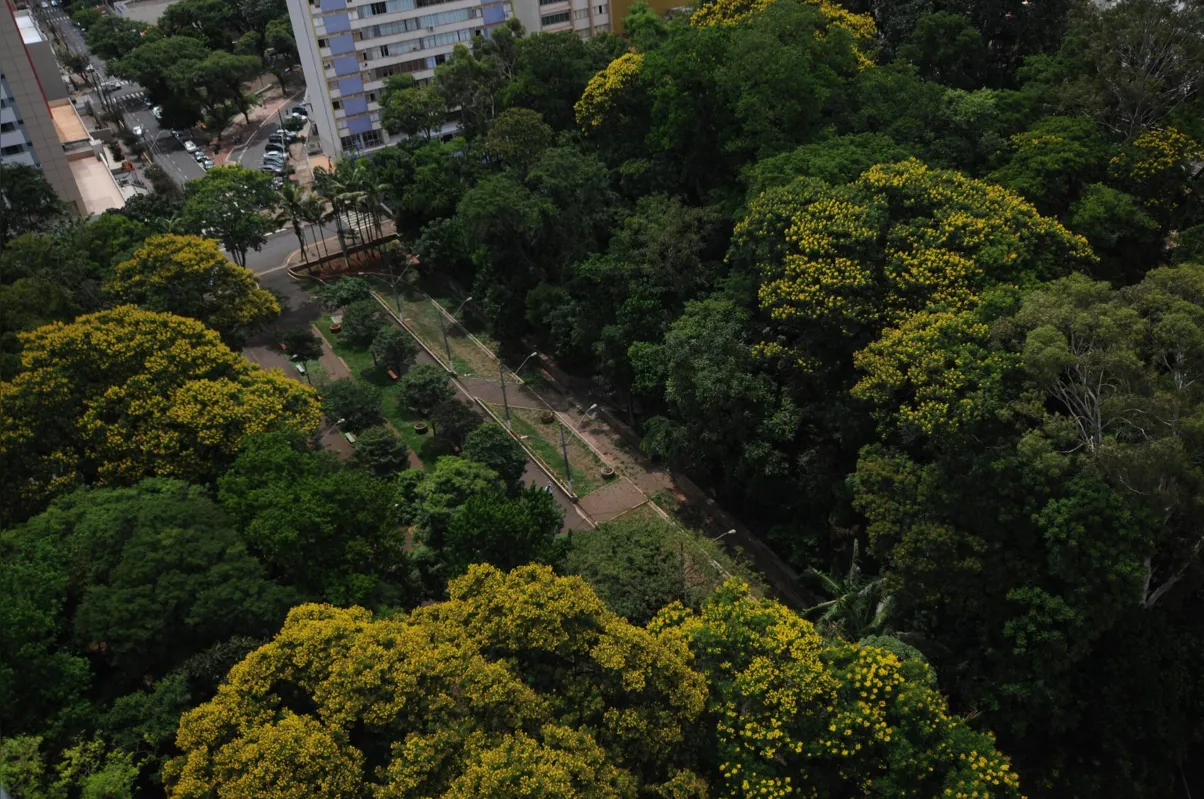 Imagem ilustrativa da imagem Empresa de SP apresenta proposta para revitalizar Bosque de Londrina