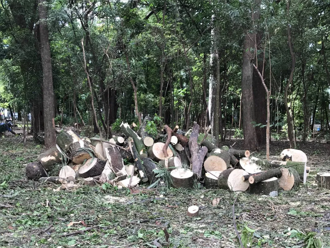 Imagem ilustrativa da imagem Equipes removem árvore gigantesca do Bosque Central