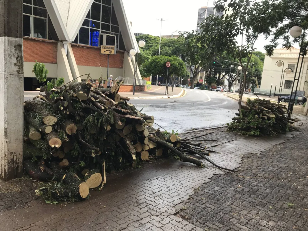 Imagem ilustrativa da imagem Equipes removem árvore gigantesca do Bosque Central