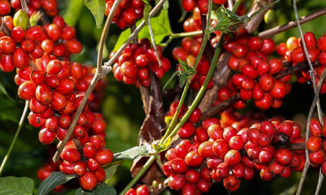 Imagem ilustrativa da imagem Exportações| Cafés especiais do Norte Pioneiro ganham o mundo