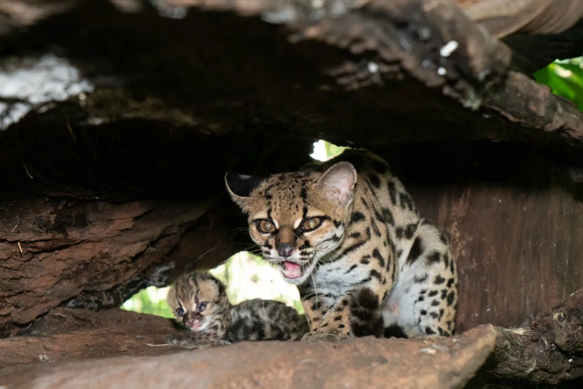 Imagem ilustrativa da imagem Gato-maracajá nasce no Refúgio Biológico de Itaipu
