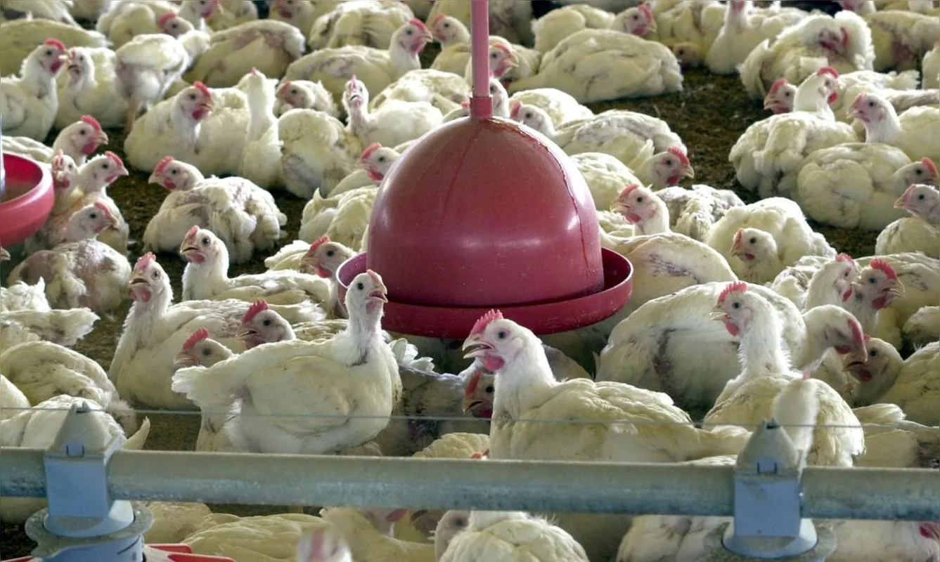 Até 30% dos custos com a criação de aves são com energia elétrica