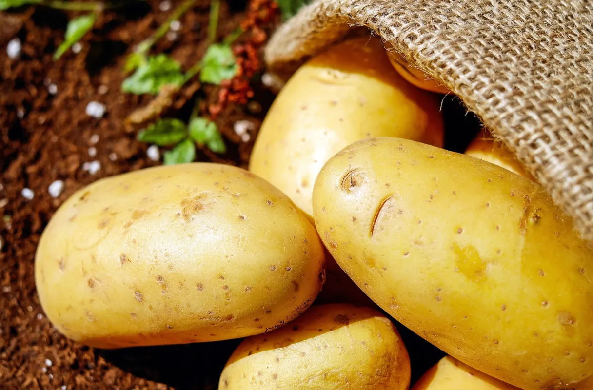 Imagem ilustrativa da imagem Ingrediente essencial do prato do brasileiro, a batata enfrenta desafios no campo