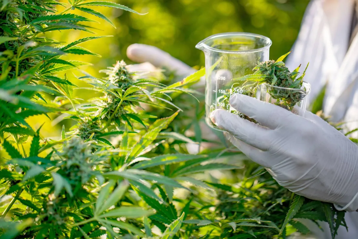 Os integrantes da entidade não poderão ser presos pela realização do plantio e da produção de medicamentos à base de cannabis