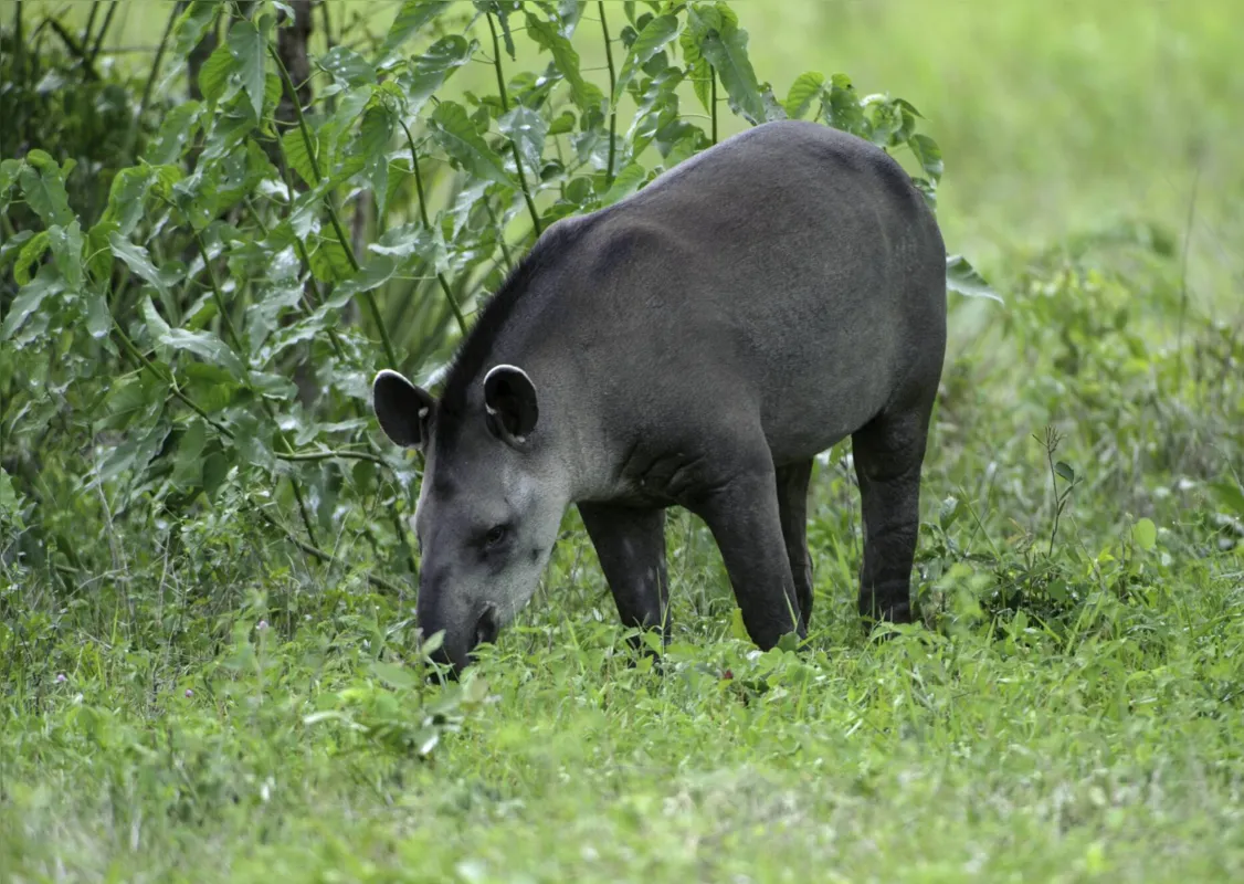 Mamíferos de porte médio, como a anta, foram incluídos em uma lista preliminar de animais que poderiam virar "bicho de estimação" 