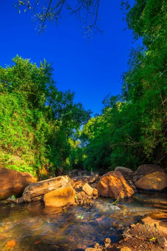 Áreas verdes foram exploradas por Wilton Miwa sob vários ângulos