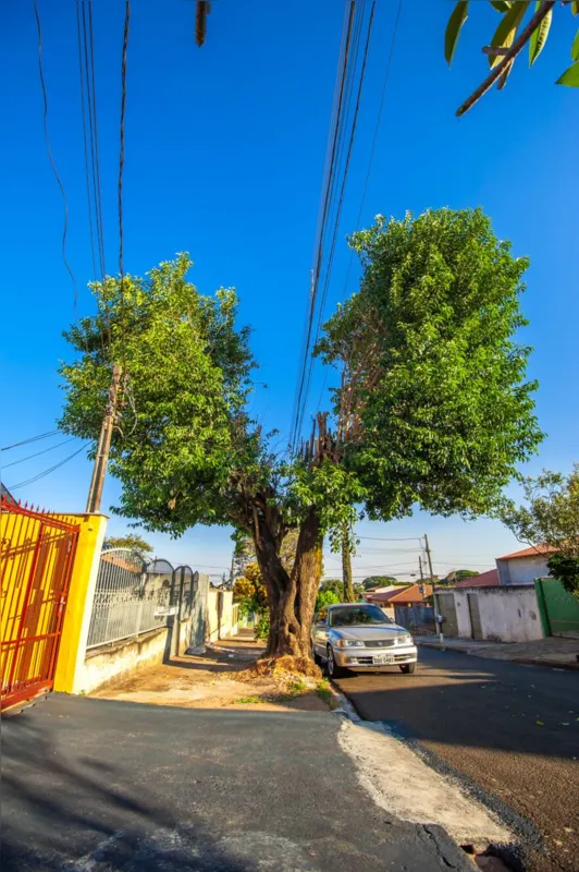 Mutilação de árvore: projeto também tem sua parte crítica