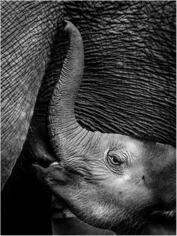 "Elefantes", de Élbio Gonçalves