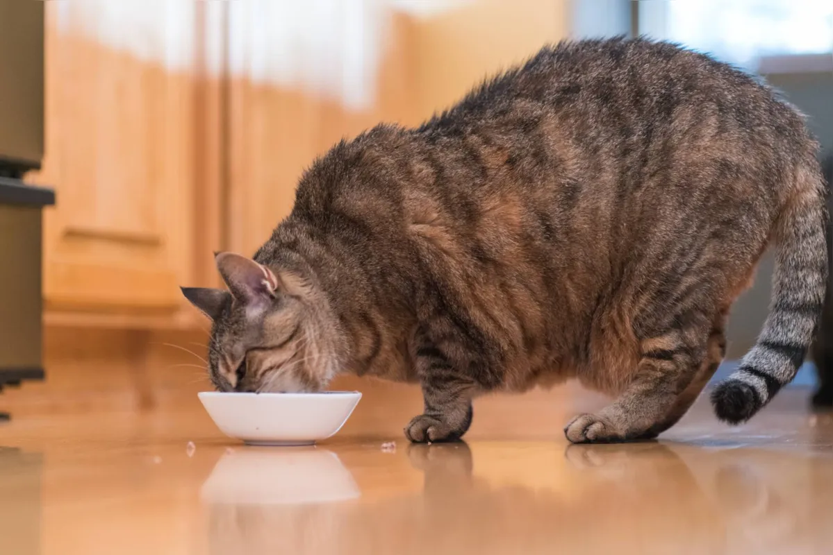 A ração tem complexos vitamínicos e minerais que são essenciais para a saúde do felino