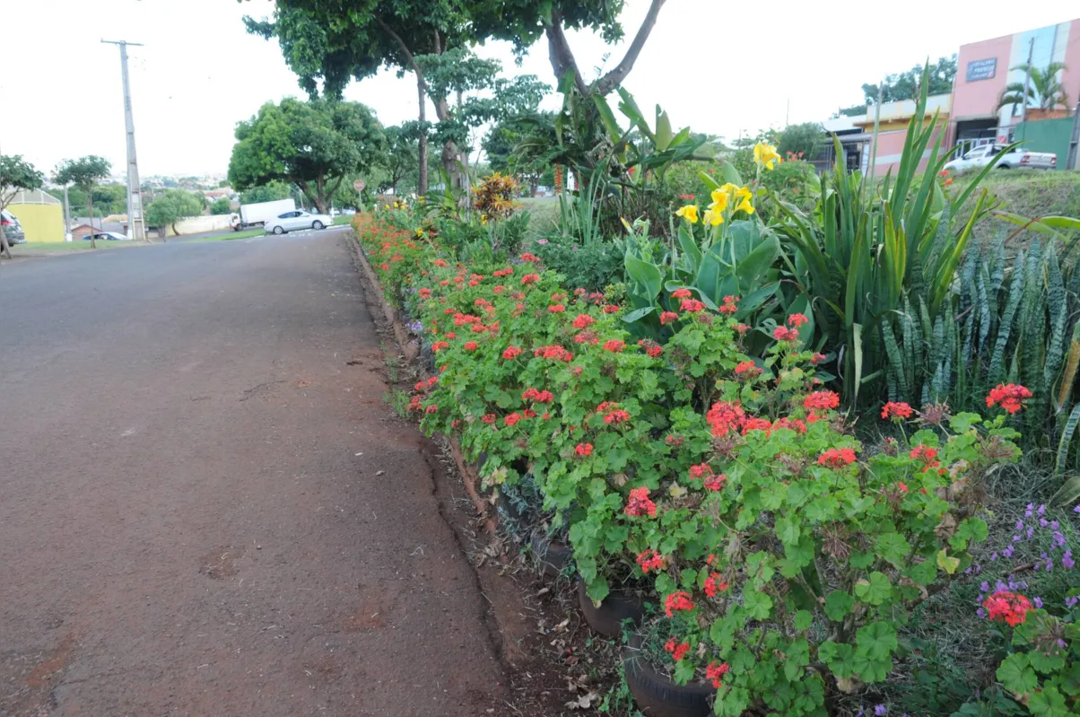 As flores foram formando fileiras e agora tomam conta do canteiro: espaço agradável para a vizinhança