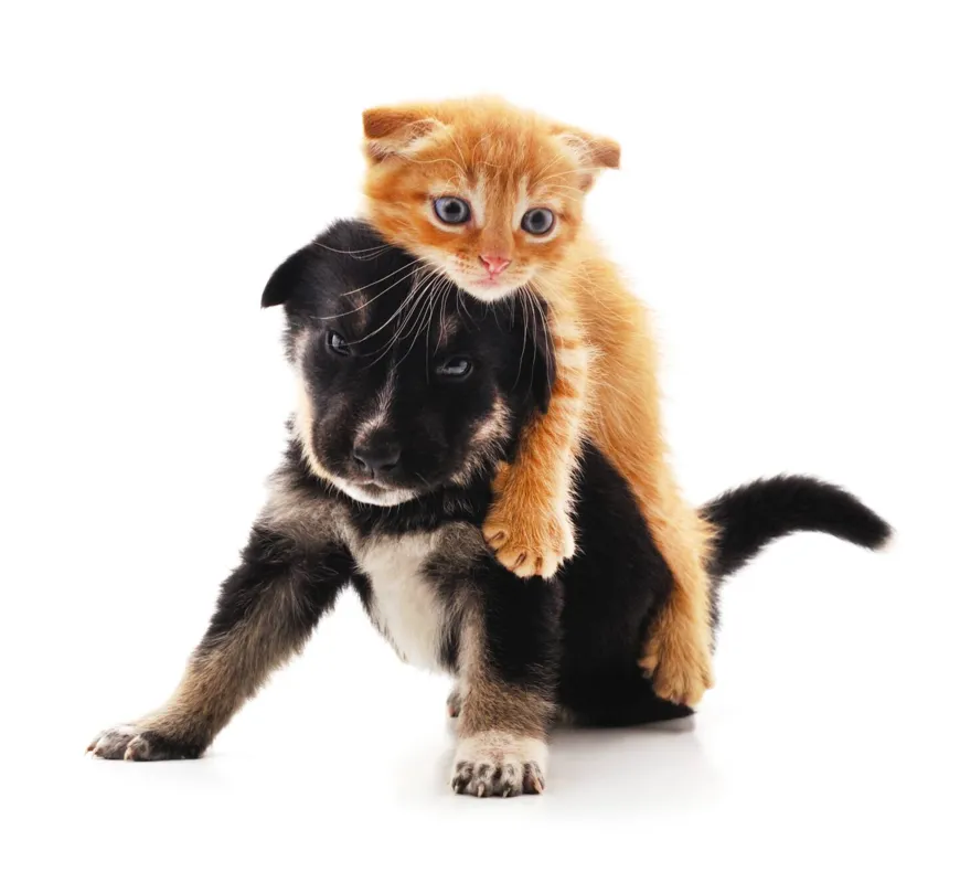A guarda responsável começa antes dos filhotes chegarem ao novo lar, quando as pessoas ainda estão avaliando quais pets são mais adequados para seu estilo de vida e onde buscá-los da forma correta
