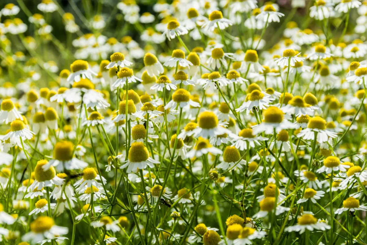Imagem ilustrativa da imagem Paraná é destaque na produção de plantas medicinais