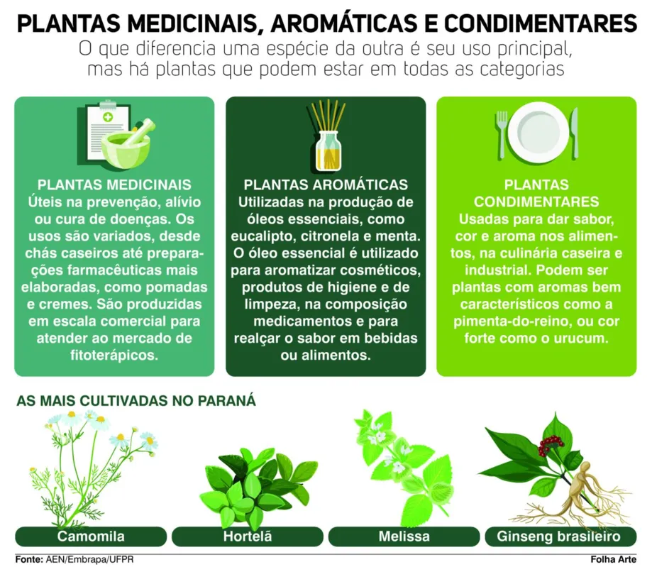 Imagem ilustrativa da imagem Paraná é destaque na produção de plantas medicinais