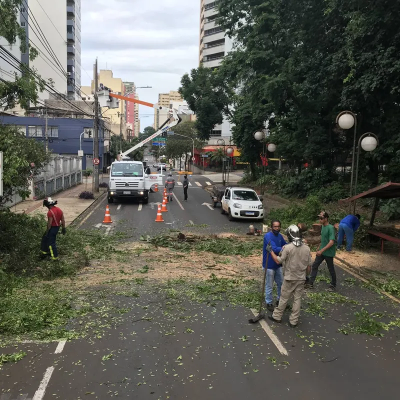 Queda de árvore interrompe trânsito da na rua Pará