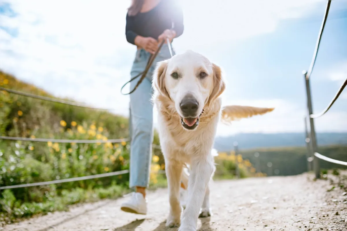Determinações que restringem trânsito de animais somente por escadas, tipo, porte ou limitação de quantidade são consideradas irregulares por especialistas