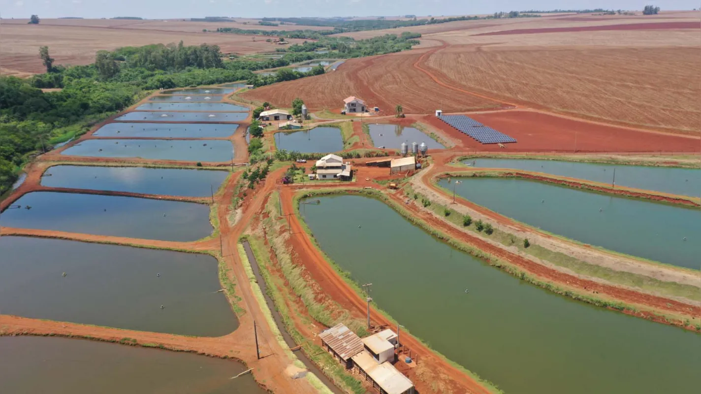 Tanque de criação de tilápia em Maripá, um dos municípios com maior produção no Estado