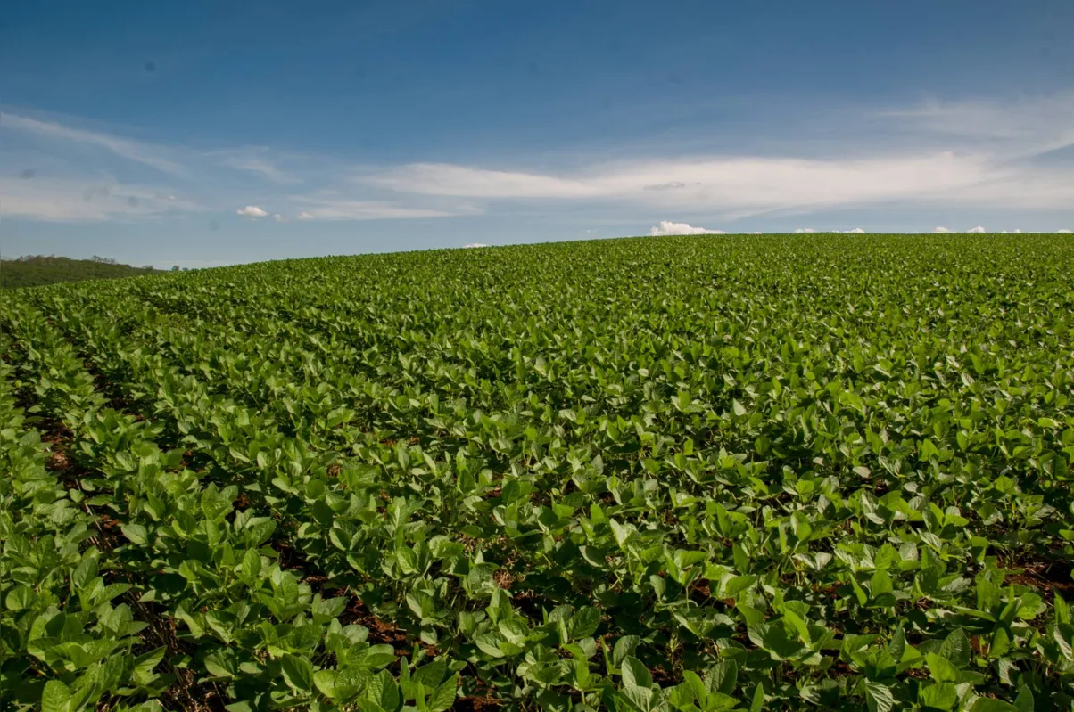 Imagem ilustrativa da imagem Valor da Produção Agropecuária de 2020 no Brasil é o maior da história
