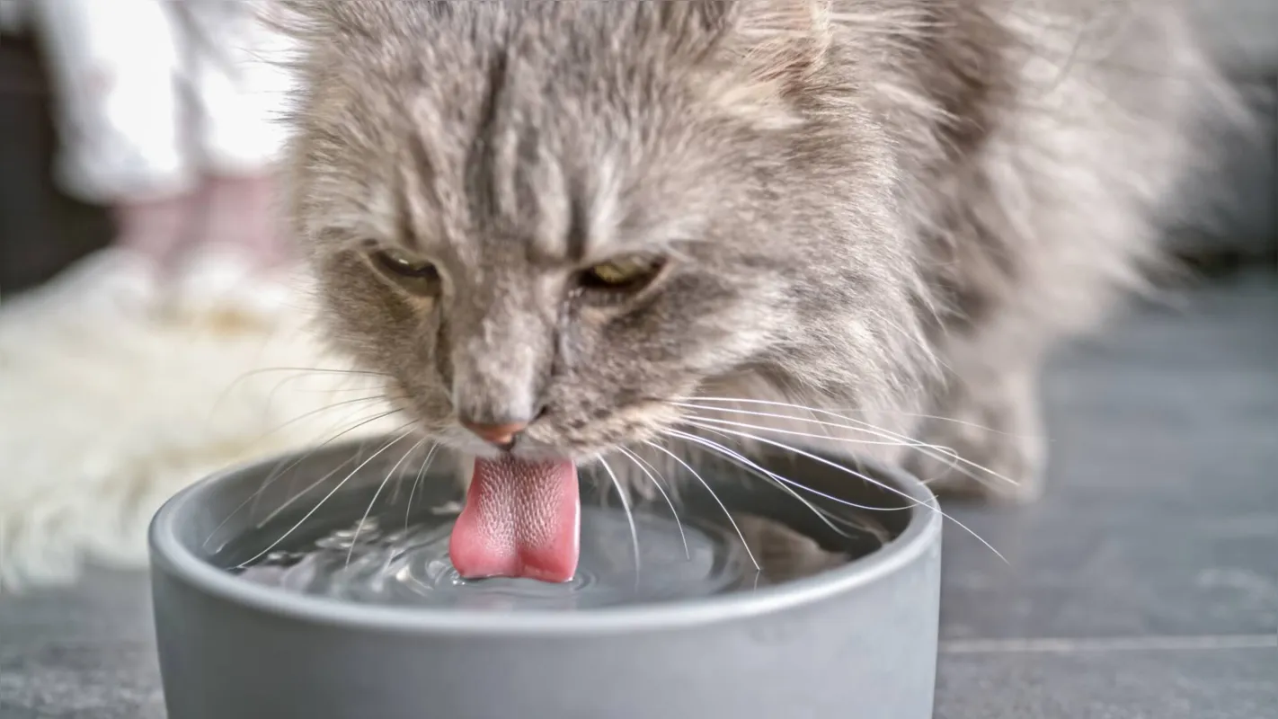 “O gato gosta de enxergar o que ele está tomando", explica a veterinária Zandreli Elis Catelli