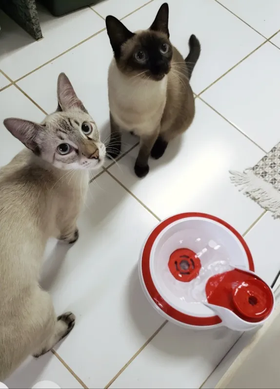 Imagem ilustrativa da imagem Veja dicas de como fazer o seu gato beber água