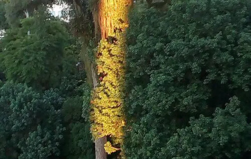Amanhecer no Bosque: raios de sol sobre tronco de peroba