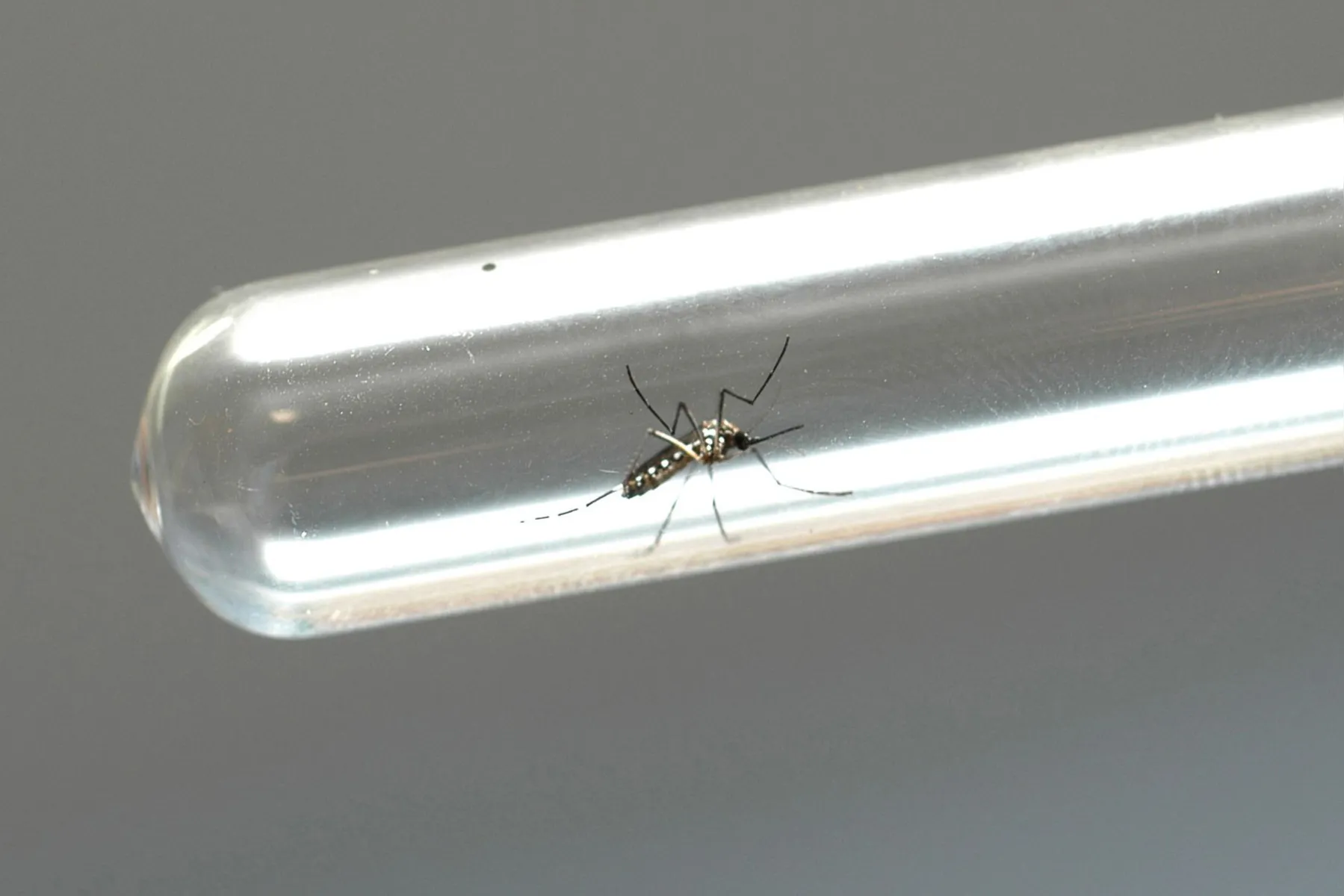 Imagem ilustrativa da imagem Londrina registra a primeira morte por dengue em 2021