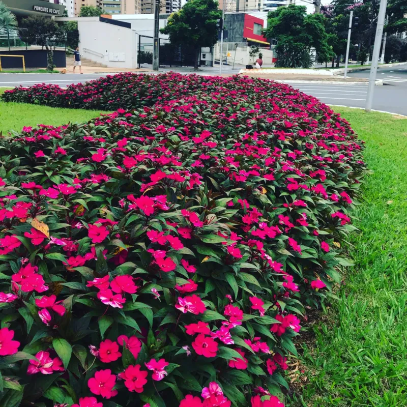 Imagem ilustrativa da imagem A CIDADE FALA - Flores na Rotatória