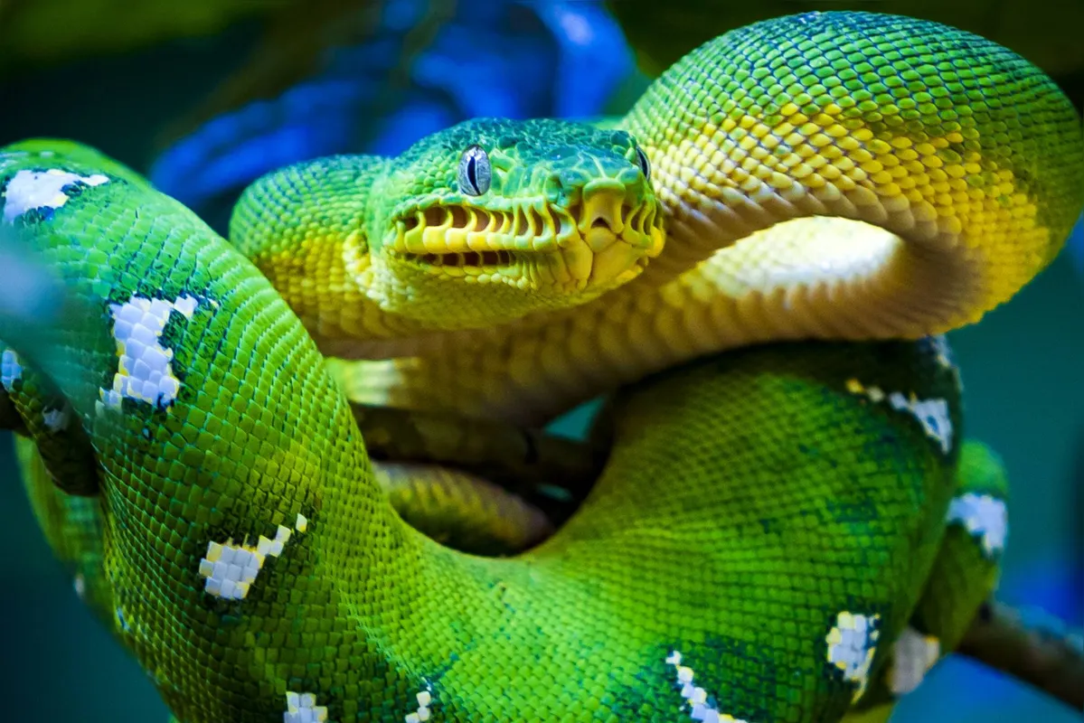 Periquitamboia, a popular jiboia verde que tem hábitos noturnos -  retratada em Novo Airão, na Amazônia
