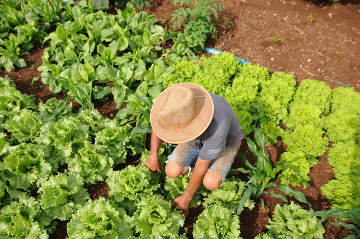 Imagem ilustrativa da imagem Aplicativo dará suporte a agricultores familiares
