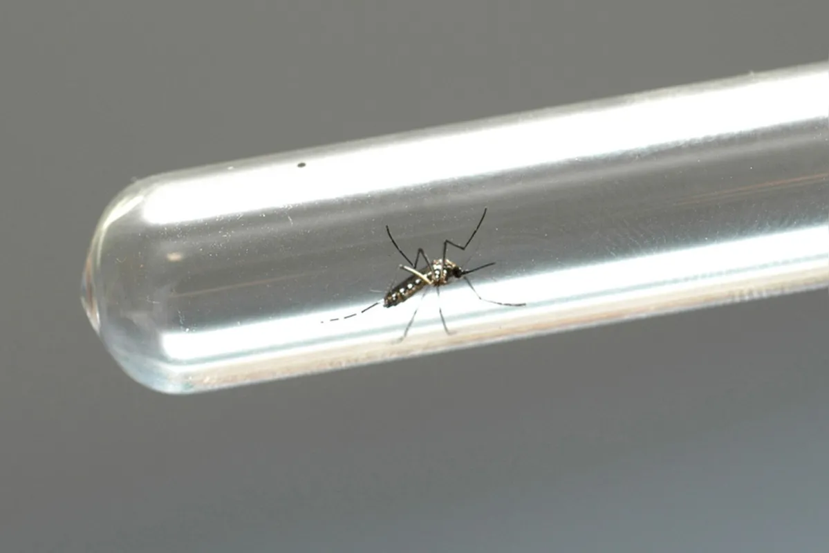 Imagem ilustrativa da imagem Apucarana registra 14 casos de chikungunya em menos de um mês