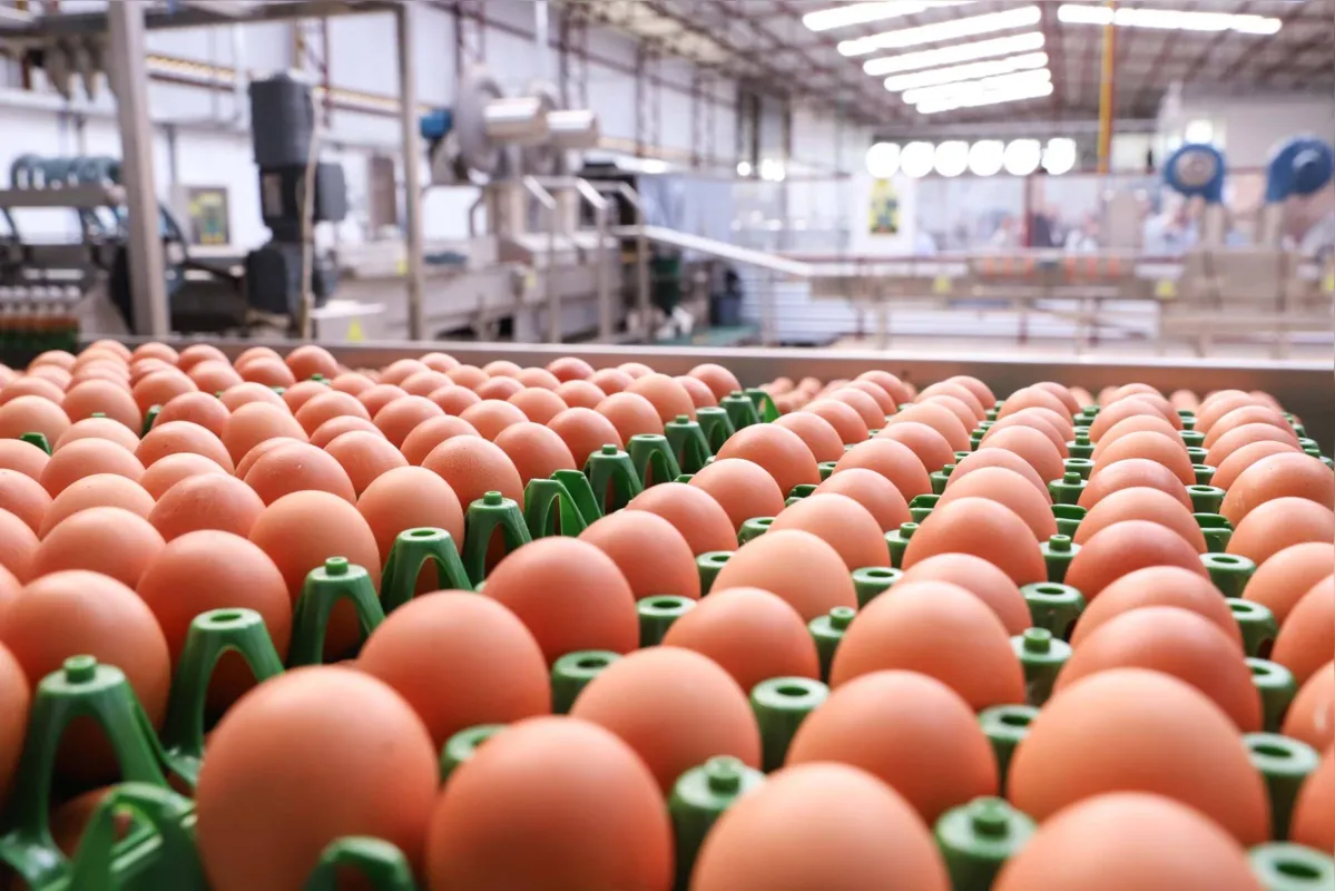 Imagem ilustrativa da imagem Aumento da procura eleva preço do ovo