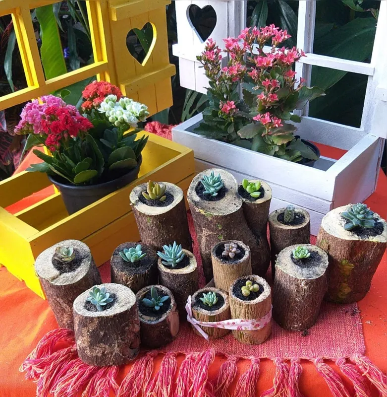 As plantas suculentas são uma das atrações do Bazar das Mães