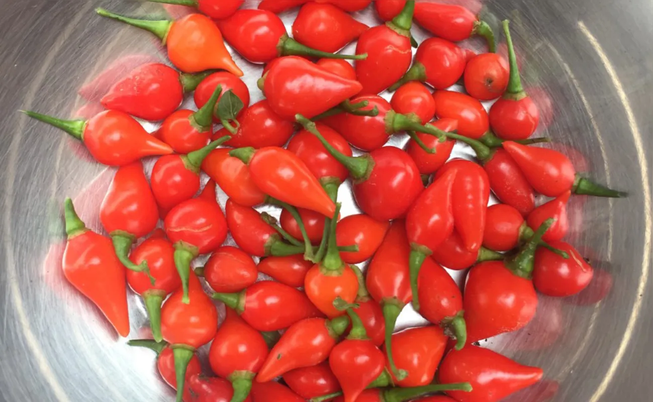 Pimentas: saborosas quando frescas ou em conservas