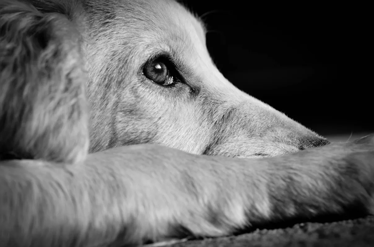 Imagem ilustrativa da imagem Como deve ser feito o resgate de um animal abandonado?