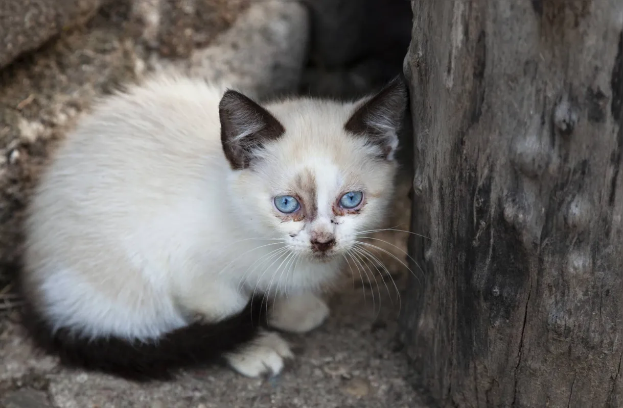 Imagem ilustrativa da imagem Como deve ser feito o resgate de um animal abandonado?