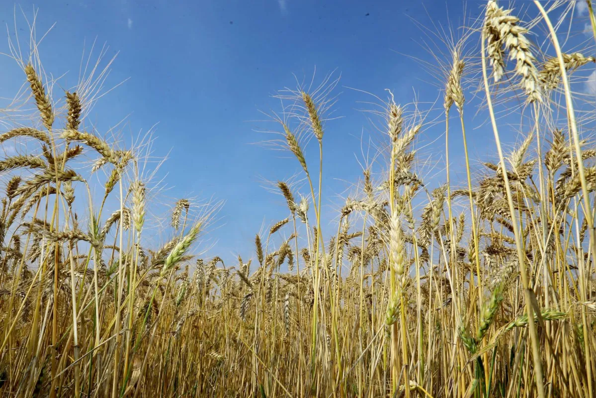 Imagem ilustrativa da imagem Cultivo de trigo é alternativa para plantio no inverno