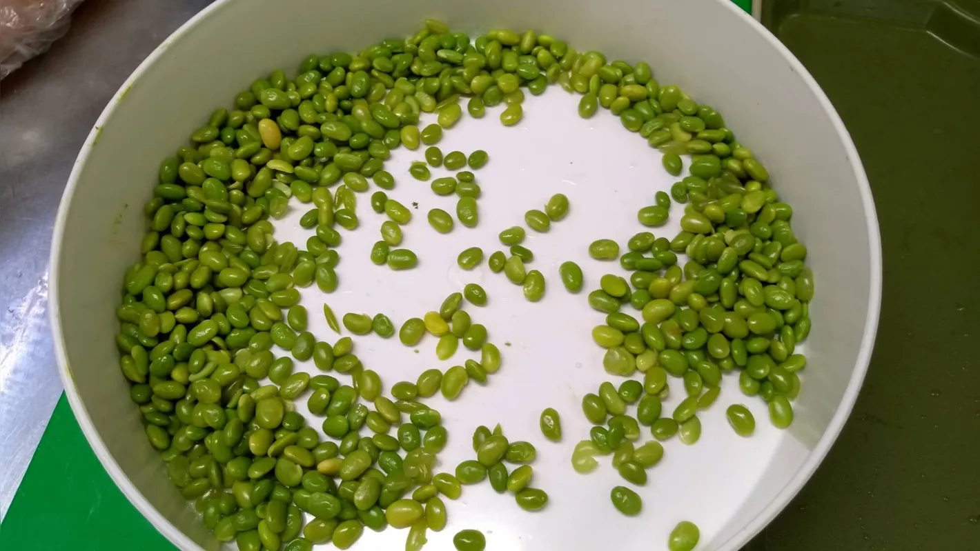Imagem ilustrativa da imagem Edamame: a iguaria da soja na vagem verde