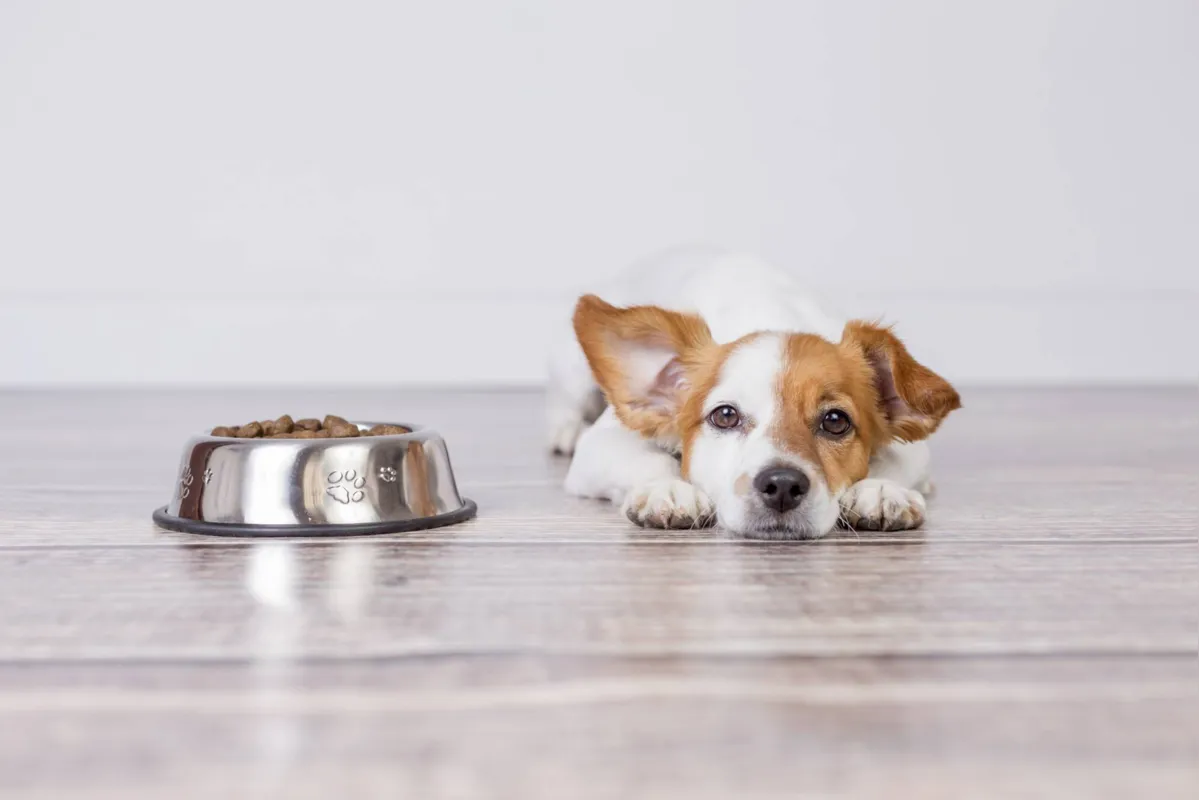 Manter a boa saúde dos cães com alimentos completos e balanceados é uma das formas para evitar essa condição 