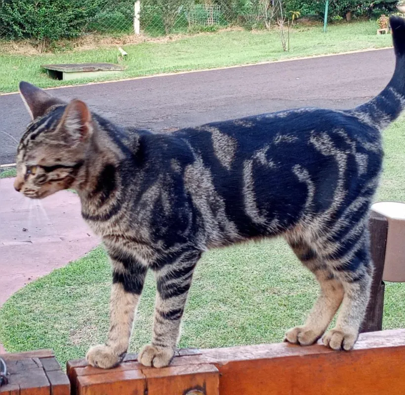 Lili, gata cajarana