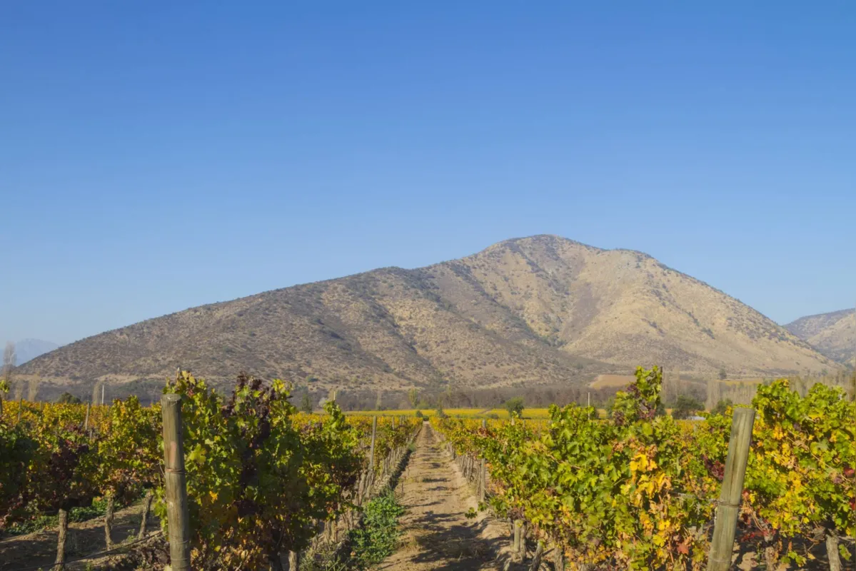 Central Chile wineyard on sunset with Los Andes mountains on back. Here plantation with grapes for made the best wines around the world as: Cabernet Sauvignon, Chardonnay, Sauvignon Blanc, Bordeaux Blends, CarmÃ©nÃ¨re, Syrah, Pinot Noir and Merlot. Chilean wine is one of the most famous wines around the world, as Australia, France, California, Italy as well. Open Shoot landscape with a copy space in autumn season.