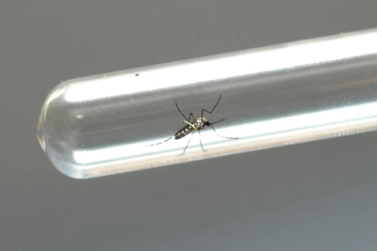 Imagem ilustrativa da imagem Jovem de 19 anos morre vítima da dengue em Londrina