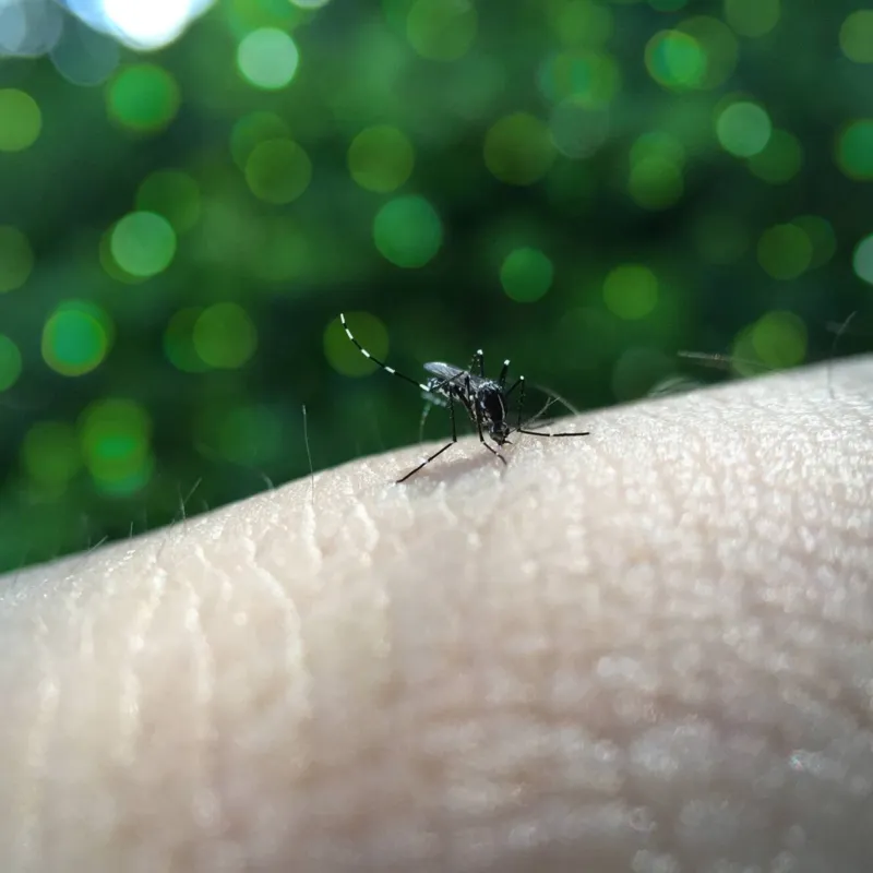 Imagem ilustrativa da imagem Londrina registra mais uma morte por dengue