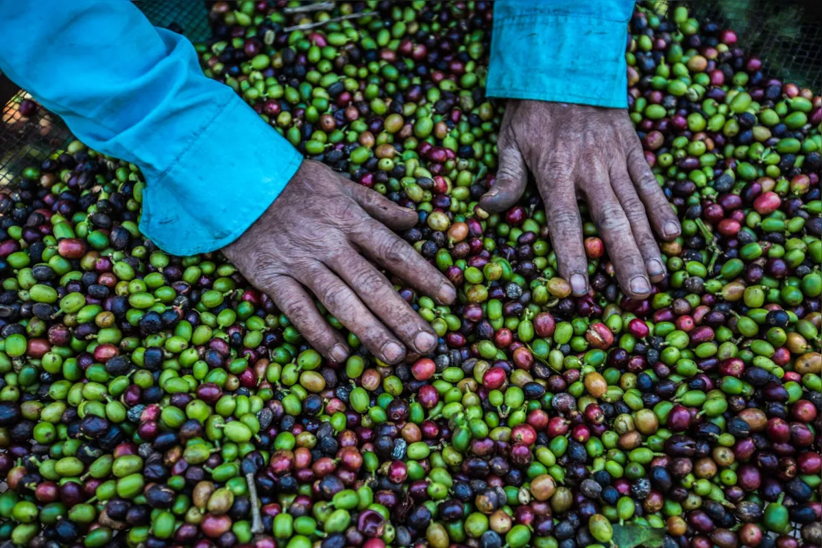 Imagem ilustrativa da imagem Maior cooperativa de café do Brasil bate recorde de faturamento em 2020